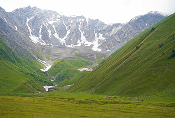 Obraz premium Green grass covered mountain valley, snow capped mountains, herd of sheep. Truso Valley, Caucasus, Georgia 