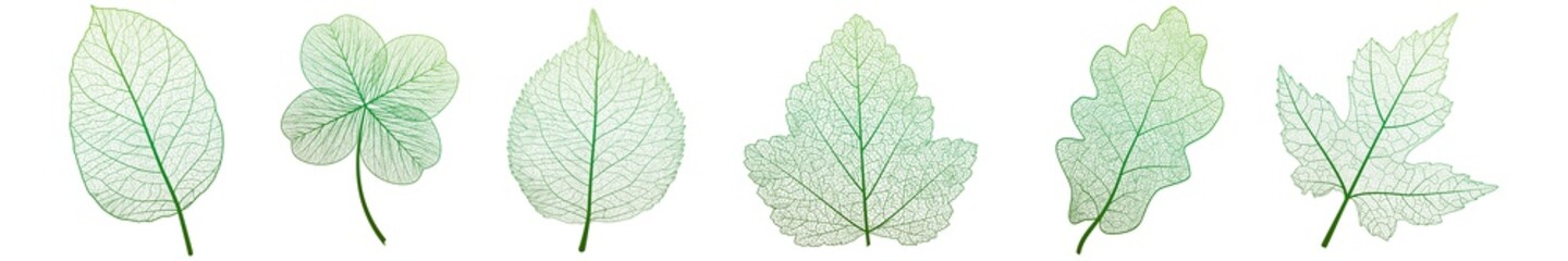 Set leaves on white. Vector illustration.
