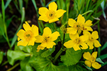Yellow marsh marigold flowers (Caltha Palustris) on a meadow