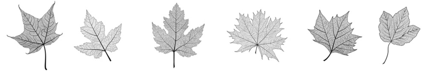 Set leaves on white. Vector illustration.