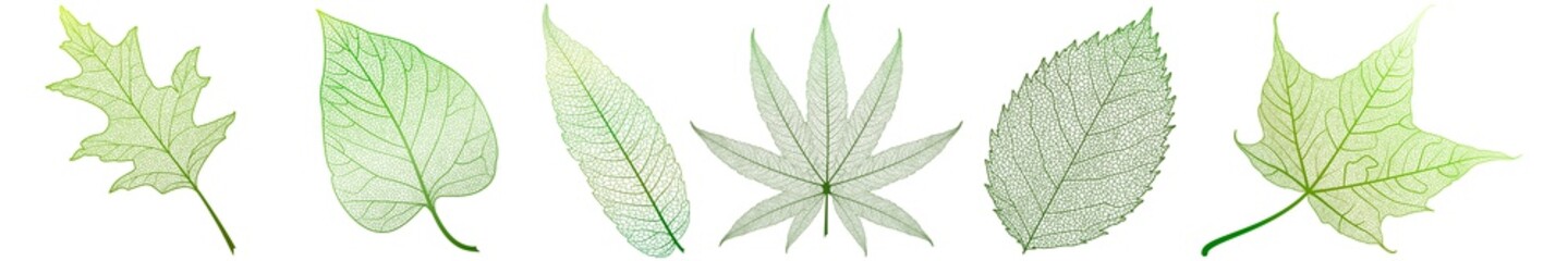 Set leaves on white. Vector illustration.