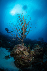 Fototapeta na wymiar Sea whip on the reef in Bonaire, Netherlands Antilles