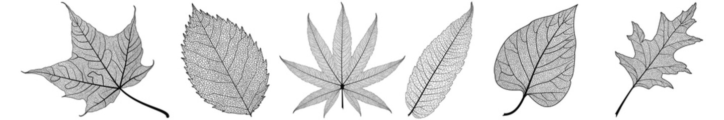Set leaves on white. Vector illustration.