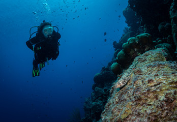 Fototapeta na wymiar Diver approaches a lizardfish on the reef in Bonaire, Netherlands Antilles