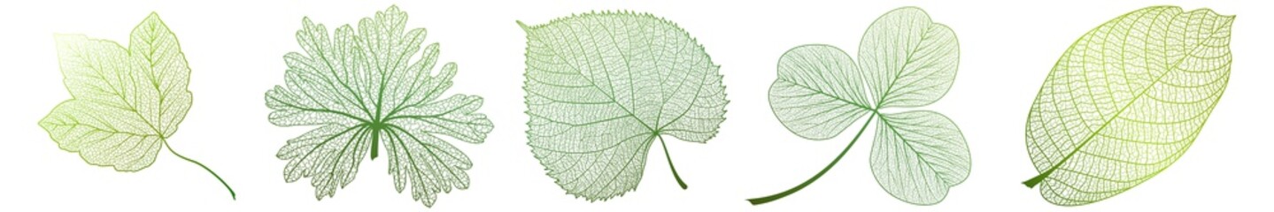 Set leaves on white. Vector illustration.