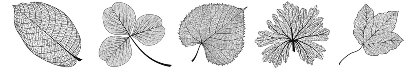 Obraz premium Set leaves on white. Vector illustration.