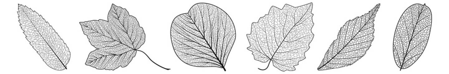 Set leaves on white. Vector illustration.