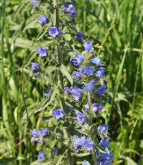 At the edge of the field bloom Echium vulgare