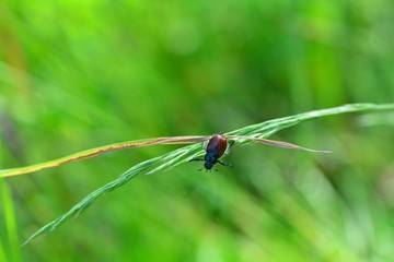 A Garden foliage beetle  (  Phyllopertha horticola  )  on plant in front of green nature