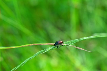 Garden foliage beetle  ( Phyllopertha horticola )  on plant in front of green nature