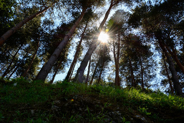Fototapeta premium Sunrise in the Pine Forest. Copy space, background, lens flare.Pinopsida, pinophyta.
