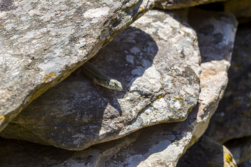 Erhard's Wall Lizard (Podarcis erhardii naxensis) sitting on a stones close-up in a sunny day