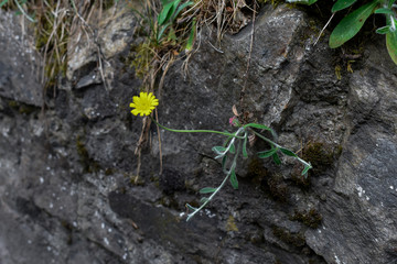 Yellow flower growing out of rock