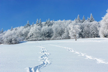 Winter landscape. Footprints on a snowy field lead to the edge of the forest on a sunny winter...