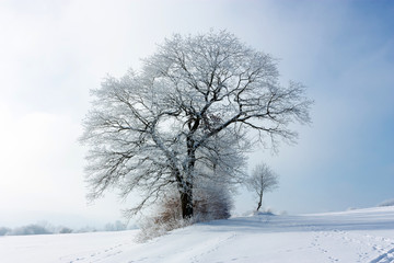 Winter landscape with a large lonely frosty tree on a cloudy frosty day. The large crown of the tree is covered with hoarfrost. The concept of confrontation. Close-up