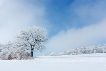 Winter landscape. One tree standing in the middle of a snow-covered hoarfrost is covered with frost...