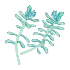 Succulent flower plant. Watercolor. Vector  illustration.