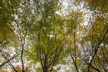 Aachener Wald Grenzroute