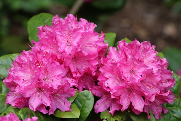 Rhododendron (Azalea)