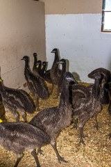 Emufarm in Charlevoix, Provinz Quebec, Kanada