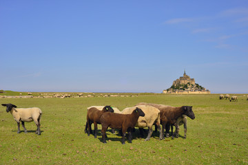 Le Mont Saint Michel (50170) et les moutons des pr&eacute;s sal&eacute;s, d&eacute;partement de la Manche en r&eacute;gion Normandie, France