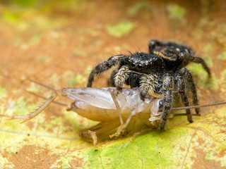 venile female Johnson's jumping spider, Phiddipus johnsoni, on a leaf, facing the camera while feeding on a cricket