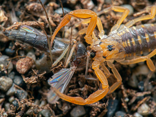 juvenile Arizona bark scorpion, Centruroides sculpturatus, eating a non-biting midge (chironomid),...