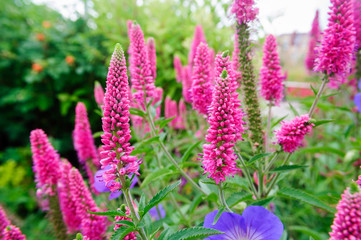 Purple blossoms of Veronica longifolia in the garden.