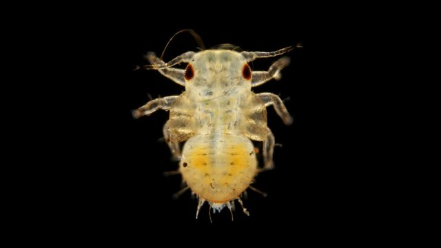 the larva is under a microscope, the stage of a nymph is a grass flea of the Psyllidae family, a pest of horticultural crops: pears, apples and other trees. Visible rudiments of wings