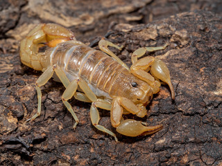 stripe-tailed scorpion, Paravaejovis spinigerus, 3/4 view, resting on bark