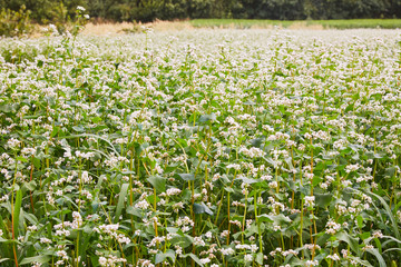 Fototapeta premium Flowering growing buckwheat plant in agricultural field. Flowering growing buckwheat plant in agricultural field. Buckwheat Flower is attracting pollinators such as honey bees or bumblebee 