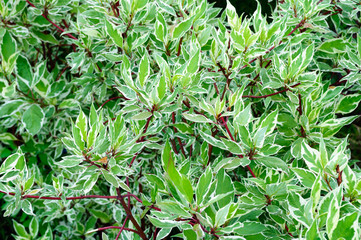 Fototapeta premium Branches of white green leaves Euonymus in the garden.