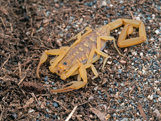 male Arizona bark scorpion, Centruroides sculpturatus, gertschi color morph, on sand