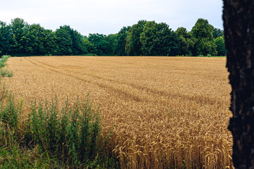 Summer Landscape with Wheat Field and Clouds