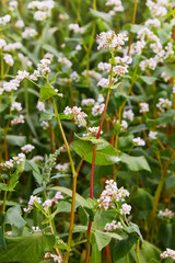 Flowering growing buckwheat plant in agricultural field. Flowering growing buckwheat plant in agricultural field. Buckwheat Flower is attracting pollinators such as honey bees or bumblebee 