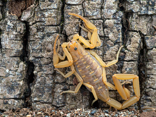 male Arizona bark scorpion, Centruroides sculpturatus, gertschi color morph, on bark