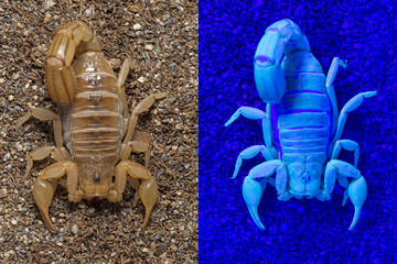 stripe-tailed scorpion, Paravaejovis spinigerus, from above, under daylight vs fluorescing under ultraviolet light (UV) on sand