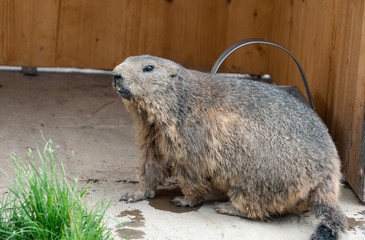 cute marmot in the Swiss alps