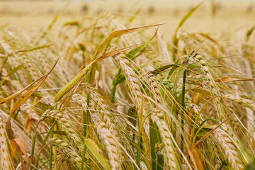 Summer field with ripe barley ears. Hordeum vulgare. Idyllic rural landscape with golden spikes in cornfield. Agriculture, farming, harvesting. Common Barley plant 