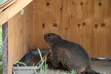 Murmeltier in den Schweizer Bergen auf den Stanserhorn