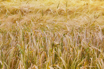 Summer field with ripe barley ears. Hordeum vulgare. Idyllic rural landscape with golden spikes in cornfield. Agriculture, farming, harvesting. Common Barley plant 