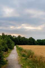 Obraz premium Beauty Vast view green yellow golden paddy flat rice fields with sky air blue white clouds evening afternoon dusk dawn sunset and group trees palm plant. Footpath in center frame a way to farmer walk.