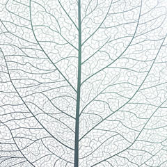 Background texture leaf. Vector illustration.