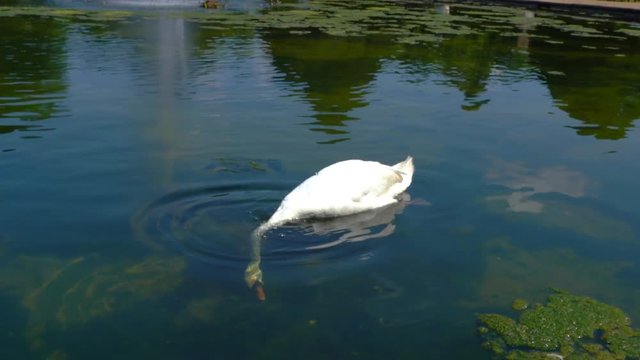 White swan drinking water in a local pond
