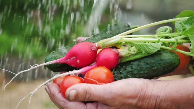 Organic farm concept: fresh harvest in farmer's hands, organic garden. Senior woman farmer washing bunch of fresh organic colorful vegetables, water splashes, super slow motion.