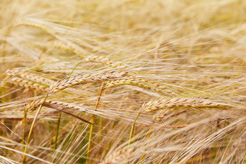 Summer field with ripe barley ears. Hordeum vulgare. Idyllic rural landscape with golden spikes in cornfield. Agriculture, farming, harvesting. Common Barley plant 