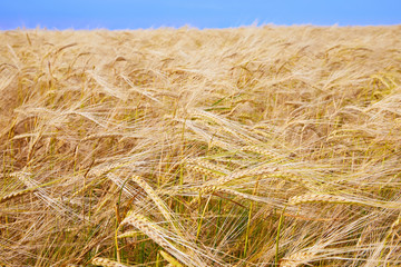Summer field with ripe barley ears. Hordeum vulgare. Idyllic rural landscape with golden spikes in cornfield. Agriculture, farming, harvesting. Common Barley plant 