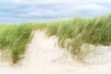 Dune with beach grass on Sylt island.