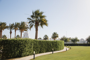 Green yard with palms in Egypt