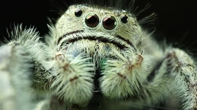 Salticidae